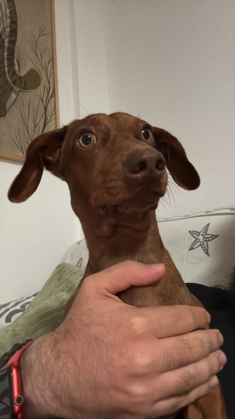 Un cucciolo marrone in braccio al suo umano