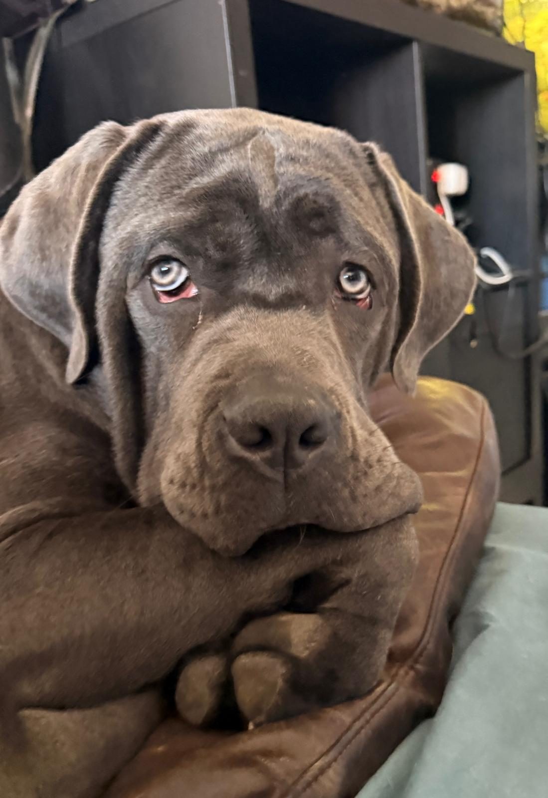Un cucciolo di mastino dallo sguardo dolce e chiaro